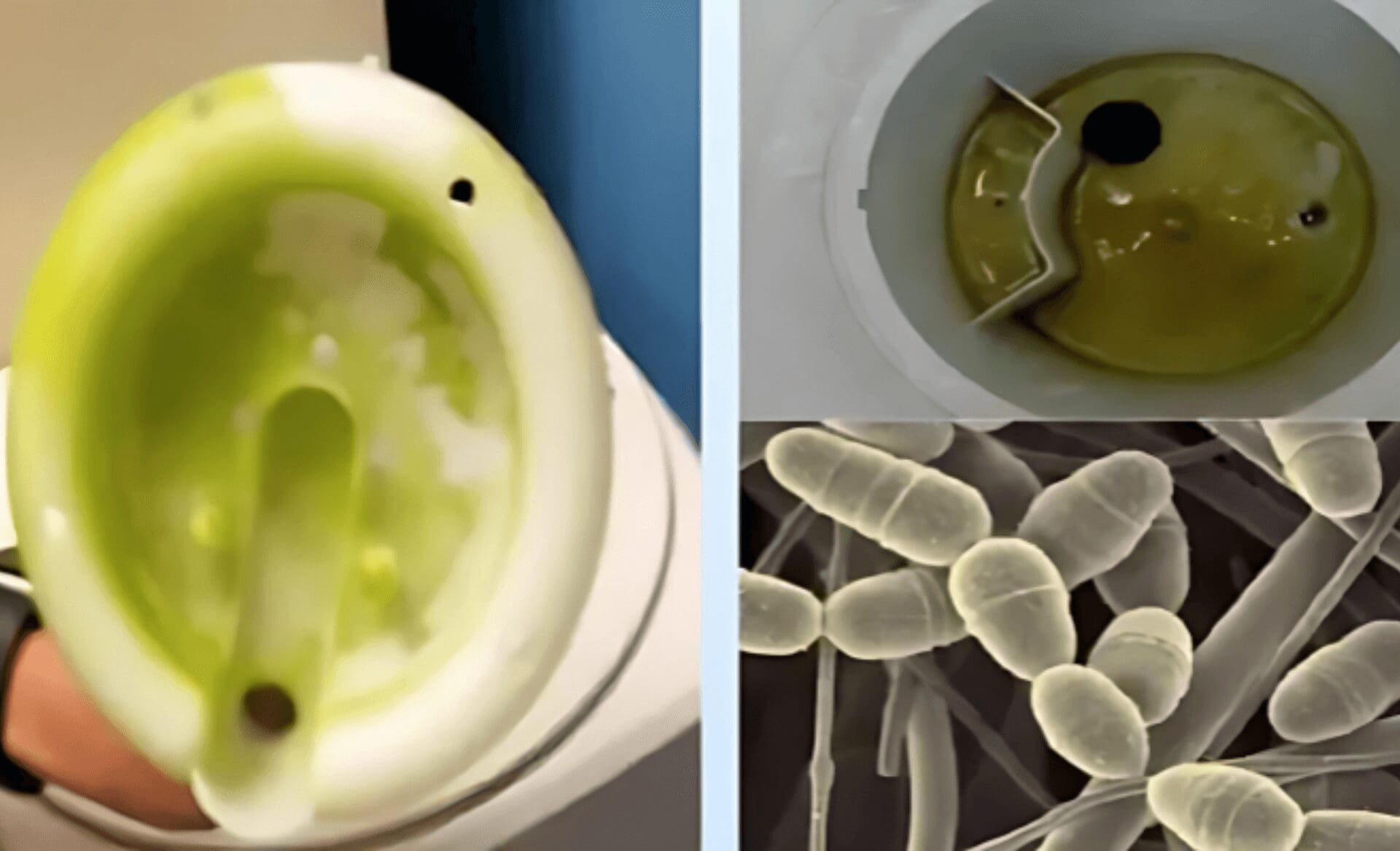 Dirty Water Cooler with bacteria and algae